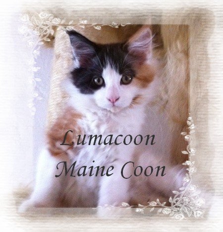 Lumacoon Maine Coon opdræt af mainecoon killinger, mainecoonkilling